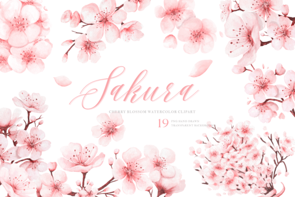 Download Watercolor Sakura PNG Clipart Hand Drawn - Premium Resources